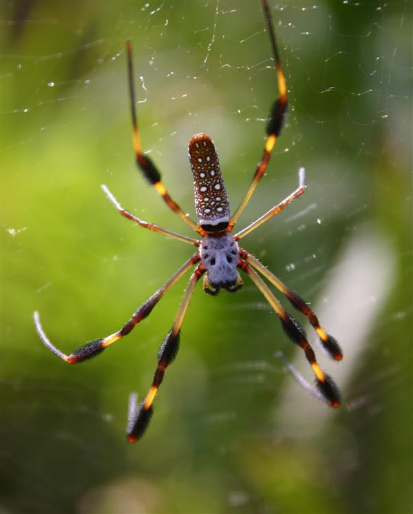Orb Weaver